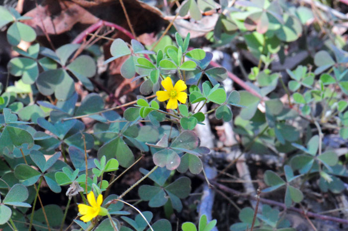 Oxalis stricta, Common Yellow Oxalis